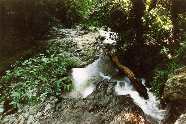Tristania Falls - Dorrigo National Park (11/03/2013 2:54:58 PM)