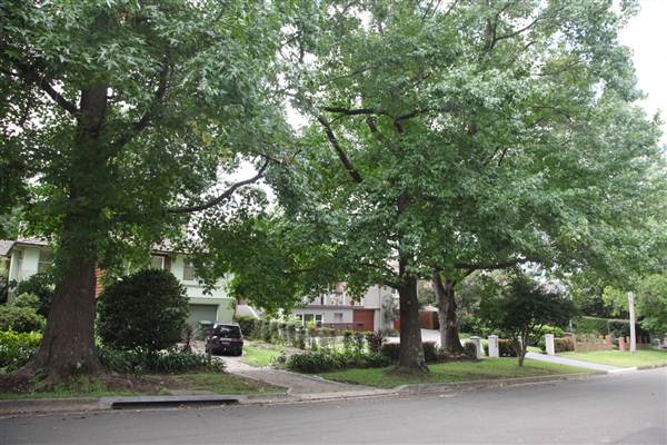 Coolabah Ave - Pymble (13/03/2013)