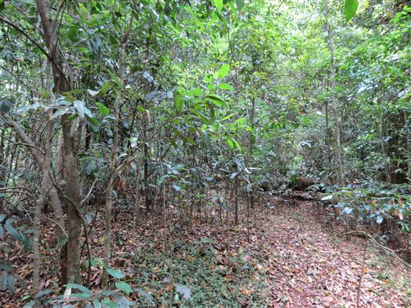 Booyong Flora Reserve (11/04/2013)