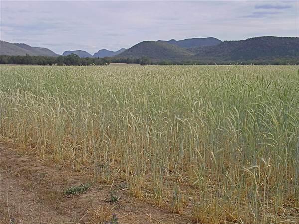 Baradine to Coonabarabran road (26/04/2013)