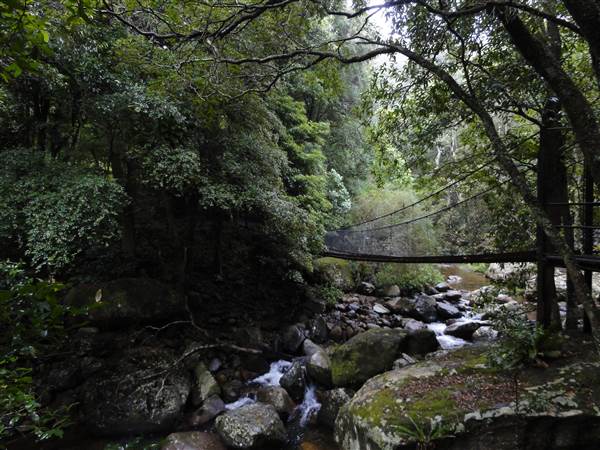 Minnamurra Rainforest Walk (28/02/2011)