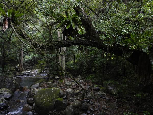 Minnamurra Rainforest Walk (28/02/2011 - Credits: Tony Brown/SISE)