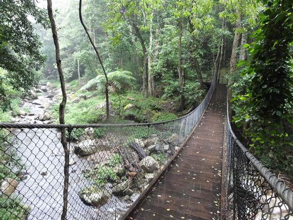 Minnamurra Rainforest Walk (28/02/2011 - Credits: Tony Brown/SISE)