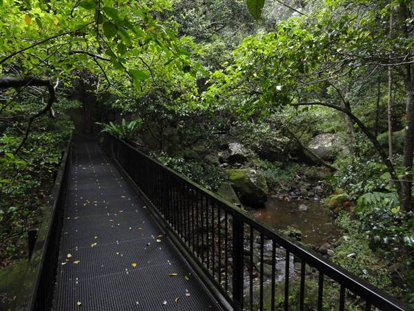 Minnamurra Rainforest Walk (28/02/2011 - Credits: Tony Brown/SISE)