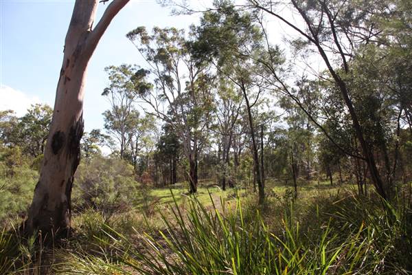 Georges River Nature Reserve (17/07/2013)