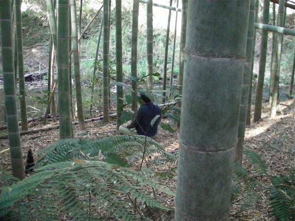Private Properties - Bamboo, Jungle, Exotic, Forest (26/11/2013)