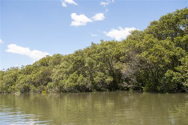 Georges River (5/12/2013)