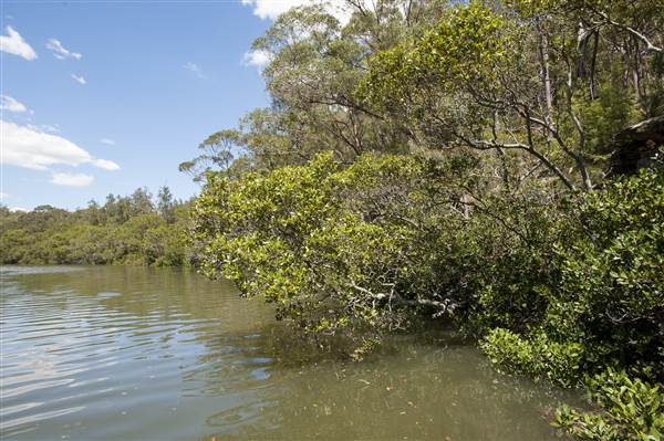 Georges River (5/12/2013)