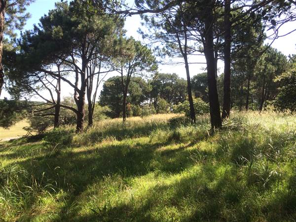 Centennial Park (25/06/2014)