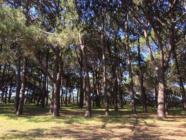 Centennial Park (26/06/2014)
