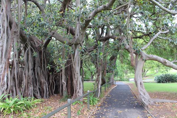 Maiden Theatre - Royal Botanic Garden Sydney (24/10/2014)