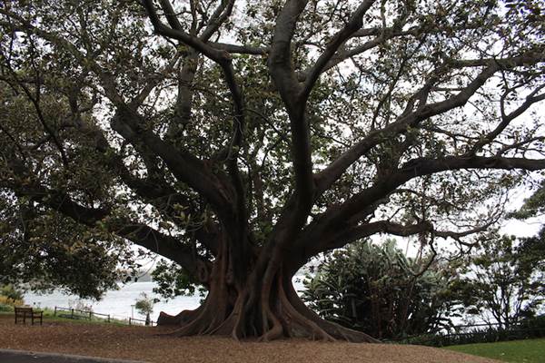 Maiden Theatre - Royal Botanic Garden Sydney (24/10/2014)
