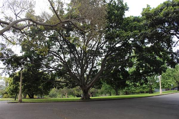 Maiden Theatre - Royal Botanic Garden Sydney (24/10/2014)