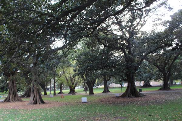 The Domain - Royal Botanic Garden Sydney (24/10/2014)