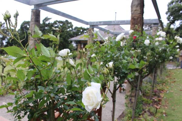 Rose Garden & Pavilion - Royal Botanic Garden Sydney (24/10/2014)