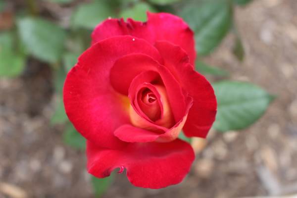 Rose Garden & Pavilion - Royal Botanic Garden Sydney (24/10/2014)