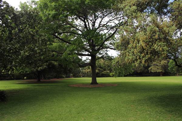 Rose Garden & Pavilion - Royal Botanic Garden Sydney (24/10/2014)