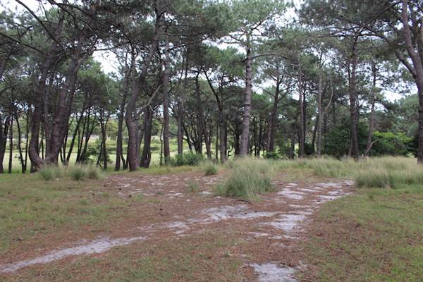 Centennial Park - Ash Paddock (24/10/2014)
