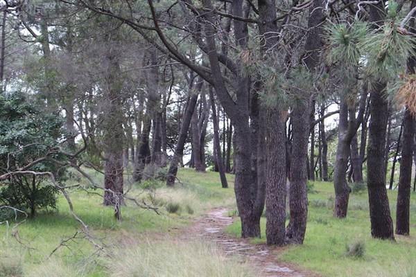 Centennial Park - Ash Paddock (24/10/2014)