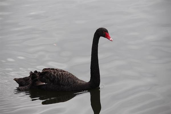 Centennial Park - Duck Pond (24/10/2014)