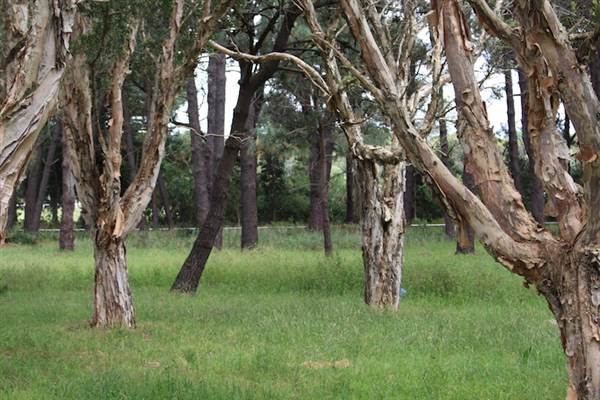 Centennial Park - Equestrian Grounds (24/10/2014)