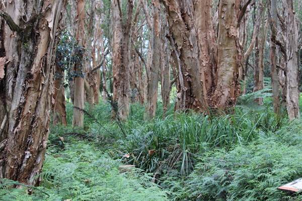 Centennial Park - Lachlan Swamp (24/10/2014)