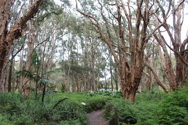 Centennial Park - Lachlan Swamp (24/10/2014)