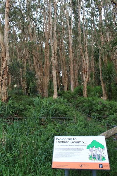 Centennial Park - Lachlan Swamp (24/10/2014)