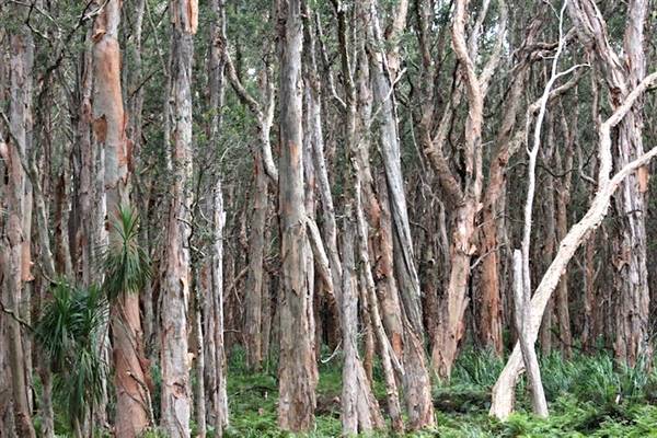 Centennial Park - Lachlan Swamp (24/10/2014)