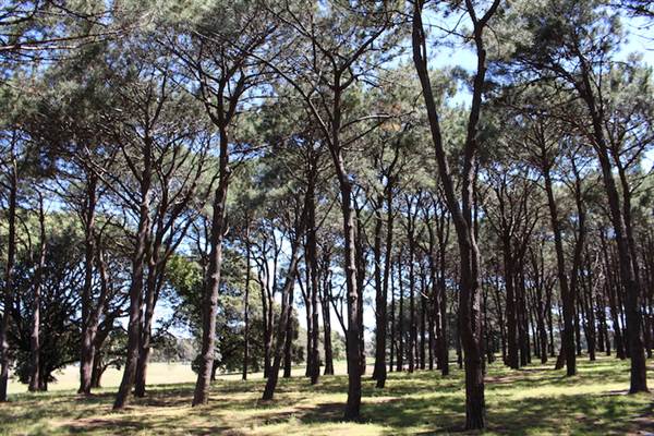 Centennial Park - Pine Grove (24/10/2014)
