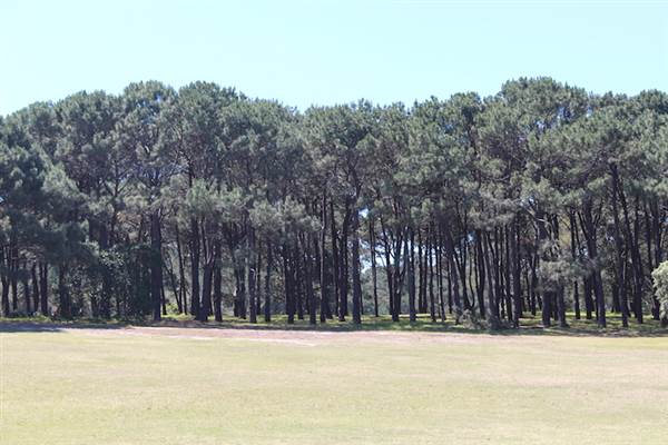 Centennial Park - Pine Grove (24/10/2014)