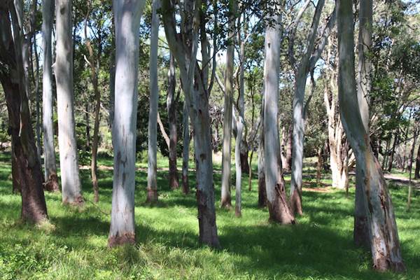 Centennial Park - Sandstone Ridge (24/10/2014)