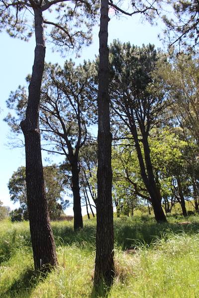 Centennial Park - Sandstone Ridge (24/10/2014)