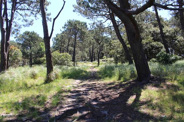 Centennial Park - Sandstone Ridge (24/10/2014)