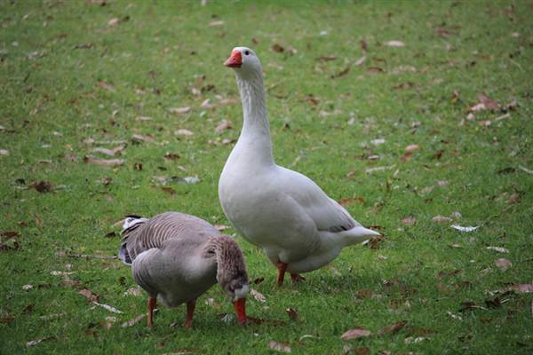Centennial Park - Frog Hollow (24/10/2014)