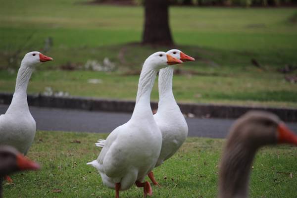 Centennial Park - Frog Hollow (24/10/2014)