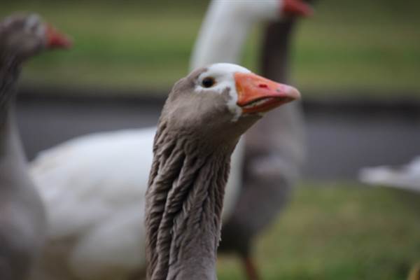 Centennial Park - Frog Hollow (24/10/2014)