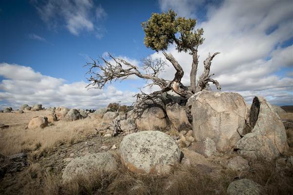 Monaro Plains (14/11/2014 - Credits: Colin McDougall)