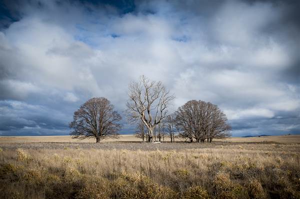 Monaro Plains (14/11/2014 - Credits: Colin McDougall)