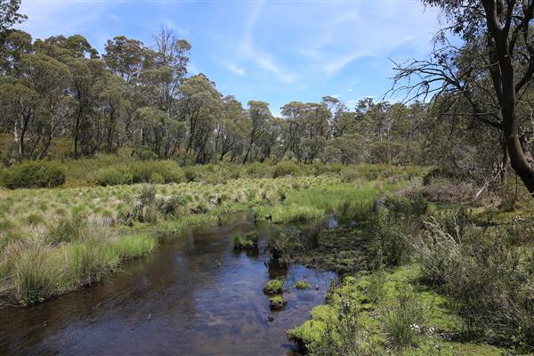 Paddy's River Dam - Paddy's River Dam is inside the Bago State Forrest. It is accessible by 2WD and has large camping areas for tents and caravans. All photos taken along the Roads into Paddy's River Dam and the Walk-ways surrounding the dam. (16/12/2014 - Credits: Eastern Riverina Arts)