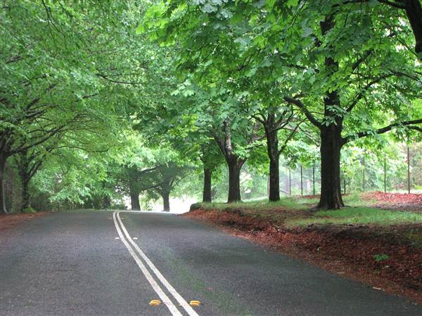 Mount Wilson Roads (24/02/2015 - Credits: Phillip Roope)