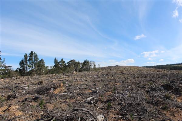 Jenolan State Forest - Logged Area (16/03/2015 - Credits: Jeremy Peek)