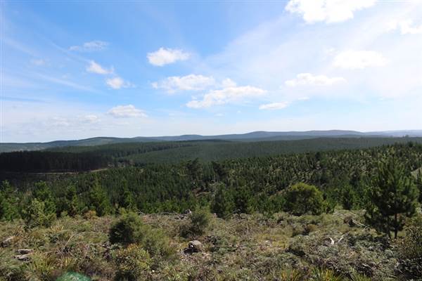 Jenolan State Forest - Logged Area (16/03/2015 - Credits: Jeremy Peek)