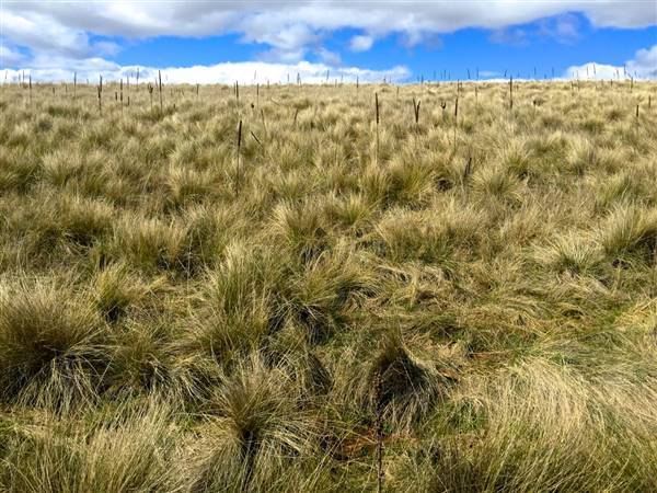 Monaro Plains (1/09/2015 - Credits: Brett Smith)