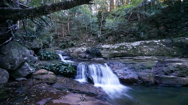 Minnamurra Rainforest Walk - Budderoo National Park (2/07/2016 - Credits: Mary Barltrop)