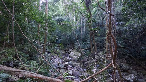 Minnamurra Rainforest Walk - Budderoo National Park (2/07/2016 - Credits: Mary Barltrop)