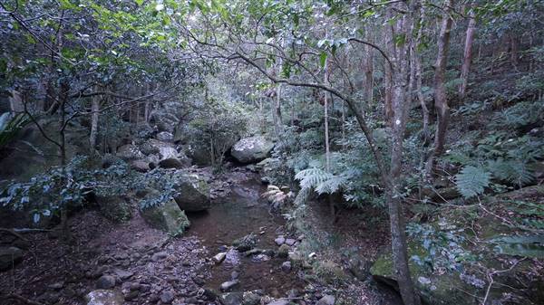 Minnamurra Rainforest Walk - Budderoo National Park (2/07/2016 - Credits: Mary Barltrop)