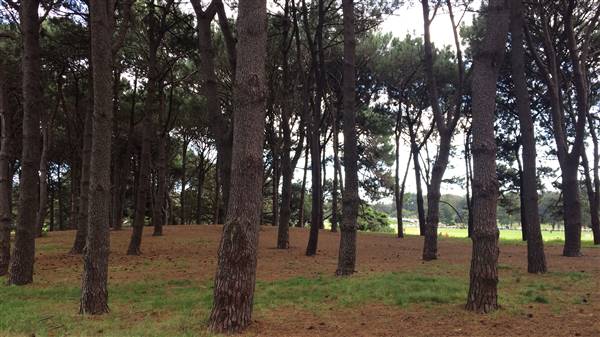 Centennial Park - Pine Grove (30/04/2017 - Credits: Shannon Wheeler)