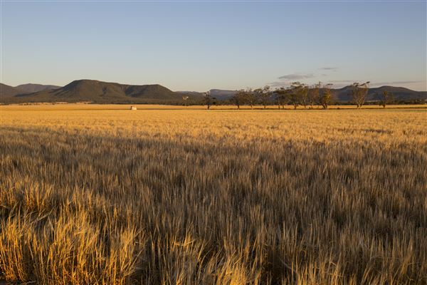 Narrabri Shire (21/09/2017 - Credits: Shane Strudwick)