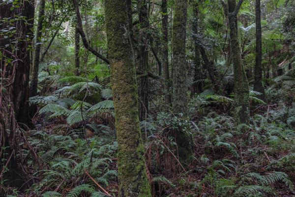 Cathedral of Ferns - Mount Wilson (31/10/2018)